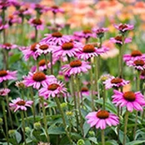 Echinacea