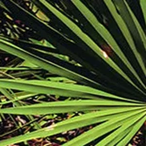 Serenoa repens