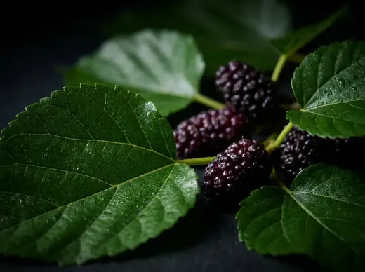 Mulberry leaves