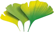 Ginkgo biloba
