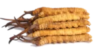 Cordyceps